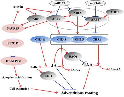 Molecular Bases for the Regulation of Adventitious Root Generation in Plants